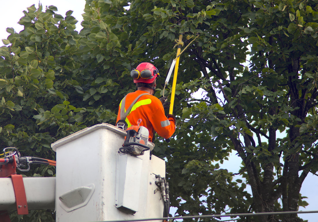 man on a forestry bucket truck trimming large tree