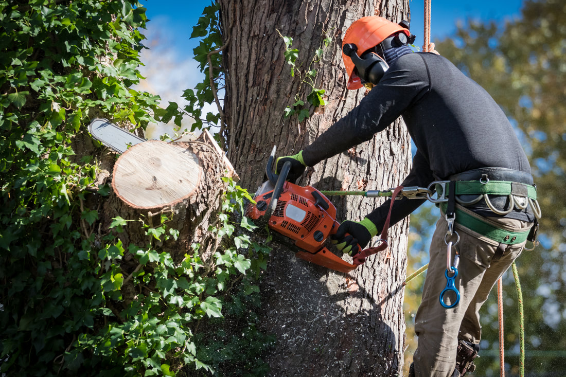man holding a chainsaw cutting a large tree branch